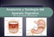 Tema 3: Anatomía y fisiología del Aparato Digestivoanatomia241.weebly.com/uploads/1/0/6/8/10683880/aparato_digestivo.pdfEtapas del proceso digestivo Ingestión: Los alimentos son