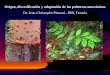 Origen, diversificación y adaptación de las palmeras ... · -Geonoma trigona (Huánuco, Pasco) ... -Attalea moorei (Huánuco, San Martín) -Attalea cephalotus (Huánuco, San Martín)