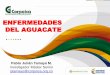 ENFERMEDADES DEL AGUACATE - ASOHOFRUCOL ·  · 2017-10-3120 predios de 12 municipios productores de aguacate en 3 zonas productoras del departamento de Antioquia Incidencias entre