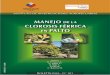 MANEJO DE LA - FRUTALES | Una aproximación a la …€¦ ·  · 2012-05-16agua de riego en un huerto con 1% ... la variedad de palto Hass es la más plantada, su ... Chagres 728
