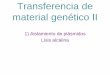 Transferencia de material genético II · Comenzar por desestabilizar la pared celular bacteriana. NaOH 0.2 N / SDS 1% Solución de lisis El NaOH desnaturaliza el DNA plasmídico