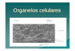 Organelos celulares - tae.edu.mxtae.edu.mx/tae/images/preparatoria/Coordinaciones/Biologia/Bio... · Proteínas de canal: son poros o canales que varían de tamaño y forma, son selectivas