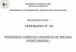 SEMINARIO N° 10 - Universidad de Buenos Aires · Reconocer la morfología de la célula fúngica en las micosis ... CANDIDEMIA EN LA CIUDAD DE BS AS 2009-2012, ... o Leucemias crónicas