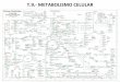 T.9.- METABOLISMO CELULAR - iesvinalopo.comiesvinalopo.com/.../uploads/2017/01/T.9.-Metabolismo-celular.pdf · 1.- El metabolismo celular ... Se llaman oxidaciones por que el aceptor