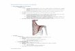 Musculatura de la cintura escapular - mural.uv.esmural.uv.es/monavi/disco/primero/anatomia/Tema17.pdf · ⇒ Porción descendente (1): Línea curva occipital superior y protuberancia