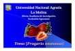 Fresa (Fragaria vesca)3 - lamolina.edu.pe (Fragaria vesca)3.pdf · zElaboración de mermeladas y pasteles. ... • Mas de 1000 variedades a nivel mundial ... – Todos los valles