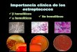 Importancia clínica de los estreptococosdepa.fquim.unam.mx/bacteriologia/20132/streptococcus_90313c2.pdf · Estreptococcias debidas a invasividad • Impétigo, infección de heridas