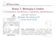 Tema 7. Biología Celulardpbiologia.weebly.com/uploads/2/1/5/5/21553524/gtp_t7...Previamente al modelo de mosaico fluido propuesto por Singer y Nicolson, se habían propuesto otros