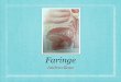 Faringe - Anatomía Vargas UCV - HOMEanatomiaucv.weebly.com/uploads/1/4/1/8/14186636/_faringe.pdfNasofaringe Anterior Superior y posterior (Agrupamiento linfático que recibe el nombre