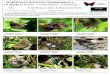 MARIPOSAS DIURNAS (Papilionoidea) de La Minga …fieldguides.fieldmuseum.org/sites/default/files/rapid-color-guides...La Minga (Choachí - Cundinamarca - Colombia) ... con el apoyo