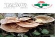REVISTA N° 26 AÑO 2014 - Somican - Sociedad Micológica …somican.com/wp-content/uploads/2016/10/revista-micol… ·  · 2016-10-316- Hifas de hongos como material de empaquetado