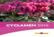 CYCLAMEN 2016 - gruproig.com · Tamaño de flor INTERMEDIO ... Finca Can Mayo, s/n, 08338 Premià de Dalt, Barcelona. ... 12/30/2015 12:28:39 PM 