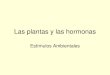 Las plantas y las hormonas - …botanicaense.wikispaces.com/file/view/Las+plantas+y+las+hormonas.pdf•Originan un cambio en respuesta a las ... –Promueve el crecimiento de las yemas