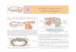 1 embriológico Planteamiento - media.axon.esmedia.axon.es/pdf/64611.pdf · el orificio auditivo interno ... separa el estomodeo del sistema nervioso en formación). Todos ellos son