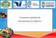 Creación varietal de Zarzamoras en México - Giberries varietal... · Clasificación científica Reino: Plantae División: Magnoliophyta Clase: Magnoliopsida Orden: Rosales Familia: