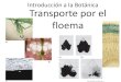 Introducción a la Botánica Transporte por el floema³n (transporte a larga distancia) El transporte a largas ... Participan el floema y el xilema La carga del floema aumenta la concentración