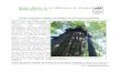 REVISTA DIGITAL DE LAS BIBLIOTECAS DE VILA REAL … · REVISTA DIGITAL DE LAS BIBLIOTECAS DE VILA-REAL TESOROS DIGITALES – 6 Terror, transición, refugio : los bosques en la literatura