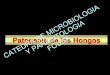Patogenia de los HongosY PARASITOLOGIAFOUBA Microbiologia/fotos boo… ·  · 2014-08-08Enfermedades subyacentes Sexo Edad Ocupación Hábitos (alcoholismo, drogadicción)) ... •Los