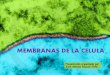 MEMBRANAS DE LA CELULAjapt.es/bio2bach/CITOLOGIA/membranas1.pdf ·  · 2014-04-16MITOCONDRIA AP. DE GOLGI RIBOSOMA LIBRE MEMB. ... Modelo “sandwich” de Danielli y Davson 