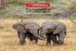 Tanzania - Club de Viajes Transviaclubdeviajestransvia.com/wp-content/uploads/Tanzania-ok.pdf · Algo pintoresco del Serengeti son los llamados, ... Junto a estos animales viajan