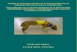 Estudio de la farmacocinética de la buprenorfina de la cubierta: Imagen del postoperatorio de una perra tras una ovariohisterectomía Félix García Arnas ... Los opioides usados