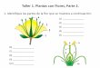 Taller 1. Plantas con Flores, Parte 2. - ucv.veucv.ve/.../Propedeutico/Taller_Tema_3_Plantas_con_Flores_2da_Parte.pdf1. Identifique las partes de la flor que se muestra a continuación: