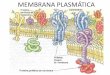 MEMBRANA PLASMÁTICAecaths1.s3.amazonaws.com/molecularuader/Clase mem… ·  · 2012-04-26abiertos a través de la membrana y ... Transmisión del potencial de acción a trravés