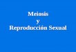 Meiosis y Reproducción Sexualecaths1.s3.amazonaws.com/biologia2011/1118562024.9-meiosis.pdf · Reproducción Asexual •No hay formación de gametos ni fecundación •Ocurre a partir