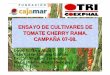 ENSAYO DE CULTIVARES DE TOMATE CHERRY RAMA. … · CONCLUSIONES TOMATE CHERRY EN RAMA 1. Las variedades SHIREN, CLX 37318y 74-106 RZson las que presentan mayor producción total y
