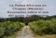 La Palma Africana en Chiapas (México): Escenarios …otrosmundoschiapas.org/docs/palma_en_chiapas.pdfLa Palma Africana en Chiapas (Mexico): Escenarios sobre el uso del suelo, bajo