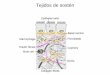 Tejidos conjuntivos / de sostén - viktoldconectivo+mj.pdf · –Células cebadas o mastocitos •Funcionalmente análogas a los basófilos •Errantes (extrínsecas) –Miembros