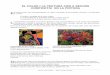 EL COLOR I LA TEXTURA COM A RECURS COMPOSITIU …mjuvant2/color/color_textura_pintura.pdf · com l'equilibri, ordre i harmonia a través de la plasticitat dels colors i la geometria