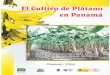El Cultivo de Plátano en Panamá - bdigital.binal.ac.pabdigital.binal.ac.pa/bdp/idiap/cultivoplatano1.pdf · El Cultivo de Plátano en Panamá Panamá, 2004 idiap 440 1' Instituto