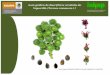 Guía gráfica de los descriptores varietales de higuerilla. · Esta especie esta distribuida ampliamente en los climas cálidos del mundo ... observación de las plantas y comparación