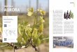 Vinícola aurora - SMIGROUP · desde la siembra de las vides hasta ... a gama de productos de la Cooperativa Vinícola Aurora ... “brand-identity”