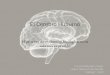 El Cerebro Humano - sde05d4b7667099da.jimcontent.com · Tomado de: Bustamante, R. Desarrollo del cerebro en el adolescente. La Amígdala ... Davis Dobbs, (2011). Hermosos cerebros