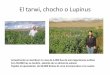 El tarwi, chocho o Lupinus - paho.org · El tarwi, chocho o Lupinus Actualmente se siembran no mas de 5,000 has de esta leguminosa andina Con 50,000 has se tendría además de un