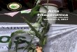 Acta Fitogenética - somefi.mx · Forestales, Agrícolas y Pecuarias (INIFAP), ... Alejandro Espinosa Calderón, ... Armando Espinoza Banda, Oralia Antuna Grijalva, 