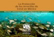 La Protección de los Arrecifes de Coral en México · La Protección de los Arrecifes de Coral en México Noviembre 2014 Rescatando la BiodiveRsidad MaRina y sus Beneficios paRa