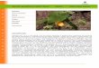Abutilon grandifolium (Willd.) Sweet Abutilo Hairy Indian ... grandifolium.pdf · Abutilon grandifolium (Willd.) Sweet Abutilo Hairy Indian mallow División Spermatophyta Clase Magnoliopsida