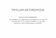 PHYLUM ARTHROPODA - PRESENTACIÓNaprendiendolascienciasnaturales.weebly.com/uploads/1/1/4/0/...PHYLUM ARTHROPODA SUPHYLUM UNIRRAMIA Artrópodos con apéndices unirrámeos y un par