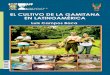 Cultivo de la Gamitana - Luis Campos v4 - iiap.org.pe tamaño de 0,8 a 1,2 kilogramos de peso, a una densidad de 1 kg/m .2 En Latinoamérica, se han desarrollado diferentes experiencias