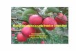 Manejo del vigor y la carga frutal en Cripp’s Pink - fdf.cl · N P K Ca Mg Normal 40,0 10,0 110,0 6,0 5,5 Palmer y Dryden, 2006 μg/100 g fruta fresca Fe Mn Zn Cu B ... ‘Lady