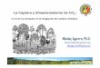 La Captura y Almacenamiento de CO2 - Educación para un ... · el rol de los bosques en la mitigación del cambio climático ... (Dióxido de carbono) - Captura por fotosíntesis