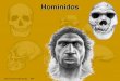 Australopithecus (australopitecos gráciles) - El Blog de ... · • Dentición con caracteres intermedios entre los de los monos antropomorfos ... Manifestaciones artísticas. Cronología: