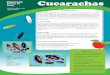 Colorado Cucarachas - webdoc.agsci.colostate.edu - /webdoc.agsci.colostate.edu/ipm/cucarachas9.2.14.pdf · La duración del ciclo de vida varía con la especies de cucaracha, temperatura,