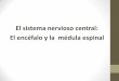 El sistema nervioso central: El encéfalo y la médula …anatomia241.weebly.com/.../1/0/6/8/10683880/anatomia_sistema_nervi… · El sistema nervioso central El encéfalo El encéfalo