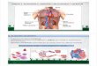 T5 circulatorio y excretor - aliciabiologia · El aparato circulatorio 1.2 Los vasos sanguíneos ... al sistema circulatorio 16:47 ... Función excretora al eliminar el CO2 producido