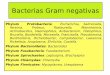 Bacterias Gram negativas - … · Infección del oviducto (salpingitis). 3.- ... lo más frecuente es en vacas lecheras, en donde un factor predisponente es la mala