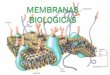 Presentación de PowerPoint - | Dr. Alejandro Alvarez · membrana la membrana: ... Adhesión Celular Bombas Transportadores Canales Iónicos Receptores Enzimas . ESTRUCTURA DE LAS